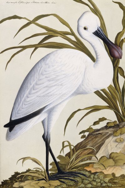 Biała łyżka, 1750-1800 autorstwa German School