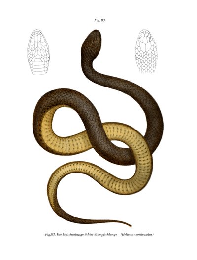 Keelback Wieda (kolor lito) autorstwa German School