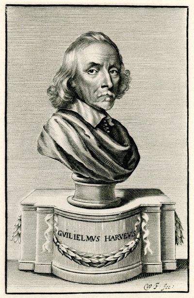 William Harvey autorstwa German School