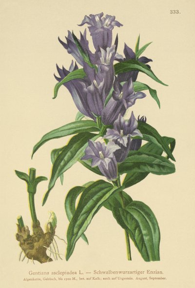 Goryczka wierzbowa (Gentiana asclepiadea) autorstwa German School