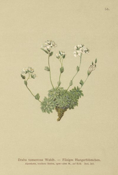 Wolley Whitlow-trawa (Draba tomentosa) autorstwa German School