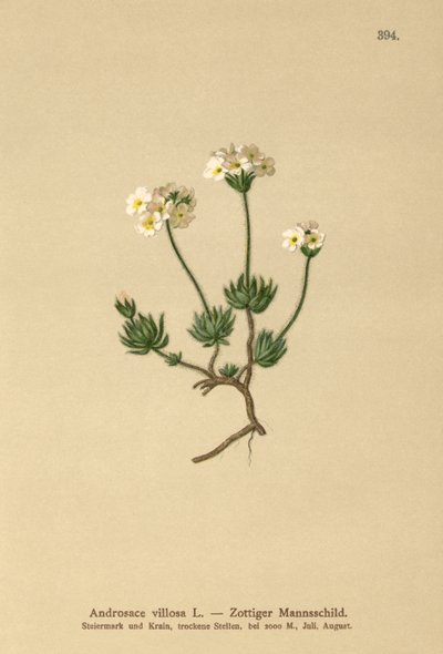 Wolly Rock Jasmine (Androsace villosa) autorstwa German School