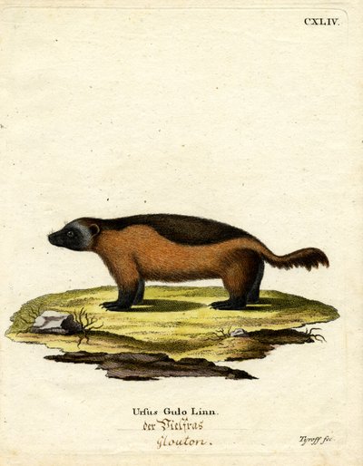 Wolverine (kolorowy grawer) autorstwa German School