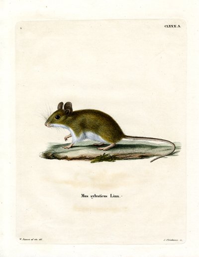 Wood Mouse (kolorowy grawerunek) autorstwa German School