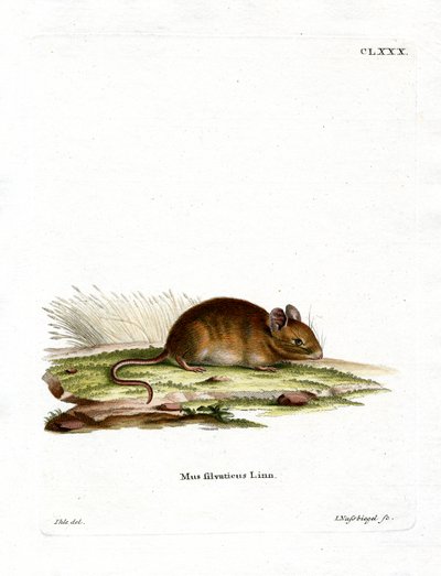 Wood Mouse (kolorowy grawerunek) autorstwa German School
