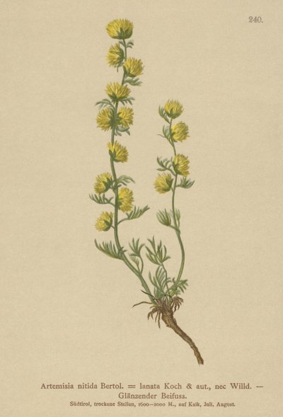 Piołun (Artemisia nitida, Artemisia lantana) autorstwa German School