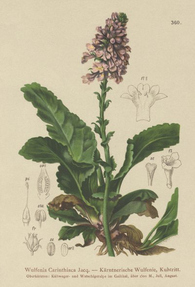 Wulfenia (Wulfenia Carinthiaca) autorstwa German School