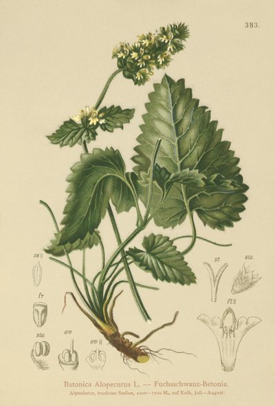 Betonia żółta (Betonica Alopecurus, Stachys alopecuros) autorstwa German School