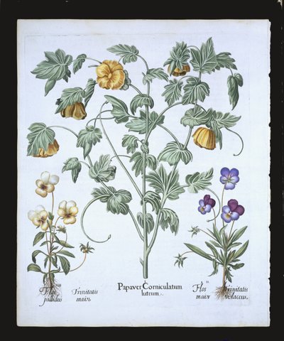 Żółty Mak rogaty, z Hortus Eystettensis Basila Beslera (1561-1629), wyd. 1613 (ręcznie kolorowane grawerowanie) autorstwa German School