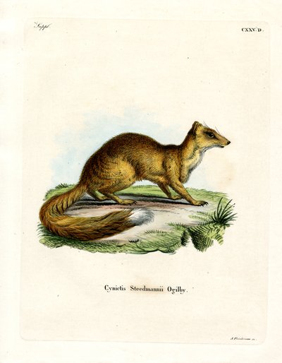 Yellow Mongoose (kolorowy grawerunek) autorstwa German School