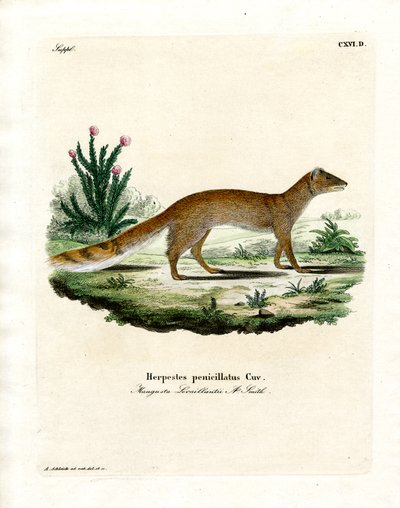 Yellow Mongoose (kolorowy grawerunek) autorstwa German School