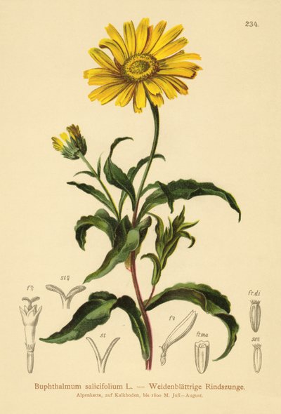 Żółte oko wołu (Buphthalmum salicifolium) autorstwa German School