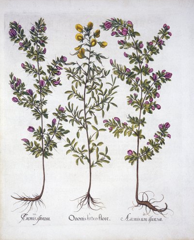 Żółta brona spoczywająca, różowa brona stojąca i różowa cierniowa brona stojąca, z Hortus Eystettensis, Basil Besler (1561-1629), wyd. 1613 (grawerowanie ręcznie kolorowane) autorstwa German School