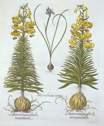 Żółta lilia turkusowa z cebulką i trawą karłowatą, z Hortus Eystettensis, Basil Besler (1561-1629), wyd. 1613 (grawerowanie ręcznie kolorowane) autorstwa German School
