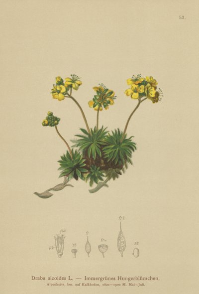 Trawa żółta (Draba aizoides) autorstwa German School