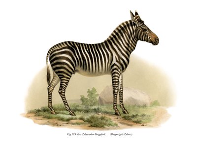 Zebra, 1860 autorstwa German School