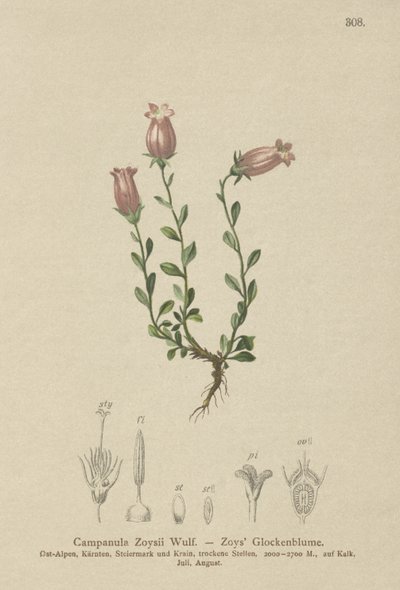 Zois Bellflower (Campanula Zoysii) autorstwa German School
