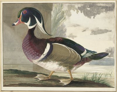 kaczka karolina autorstwa Gerrit van den Heuvel