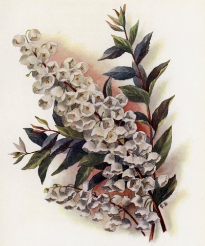 Andromeda Speciosa przeciwko Cassinefolia autorstwa Gertrude Hamilton