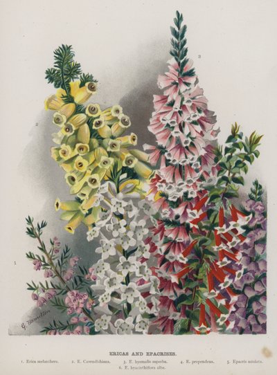 Eryka i Epakryzy autorstwa Gertrude Hamilton