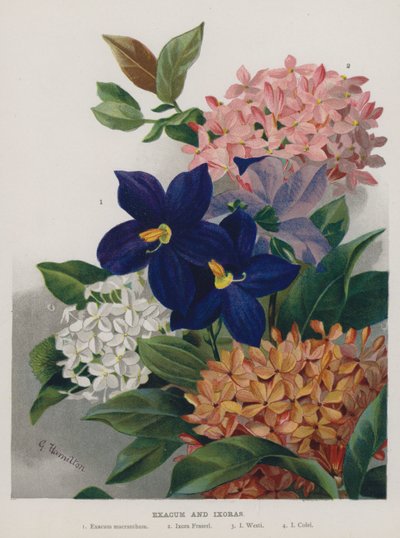Exacum i Ixoras autorstwa Gertrude Hamilton