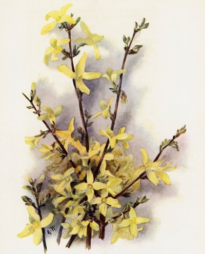 Forsycja zawieszona autorstwa Gertrude Hamilton