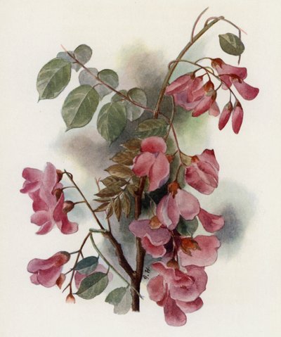 Robinia Hispida autorstwa Gertrude Hamilton