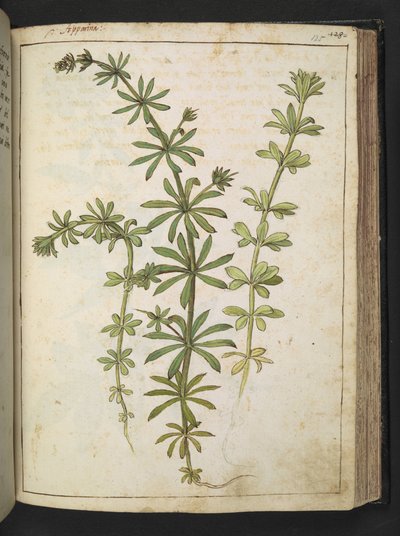 Roślina o zielonych liściach, z "Obrazów flory stanów rzymskich" Gherardo Cibo, Add MS 22333, f125r, c.1564-84 (akwarela i gwasz na papierze) autorstwa Gherardo Cibo