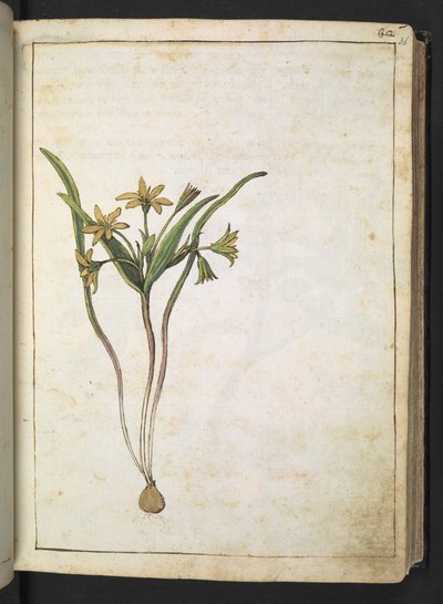 Roślina o żółtych kwiatach, z "Obrazów flory stanów rzymskich" Gherardo Cibo, Add MS 22333, f036r, c.1564-84 (akwarela i gwasz na papierze) autorstwa Gherardo Cibo