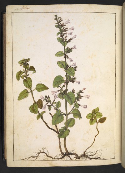 Acinos, Clinopodium: Wieloletnia roślina drzewiasta o kwiatach rurkowatych, z „Obrazów flory państw rzymskich” autorstwa Gherardo Cibo, Add MS 22333, f175v, c.1564-84 (akwarela i gwasz na papierze) autorstwa Gherardo Cibo