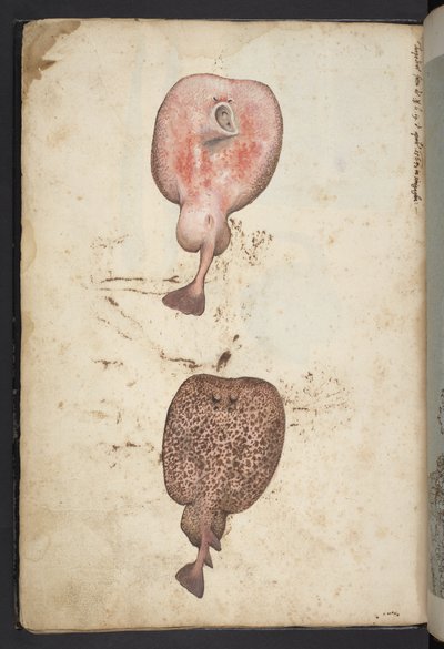 Dodaj MS 22333, Obrazy przedstawiające florę państw rzymskich, ok. 1564-84 (akwarela i gwasz na papierze) autorstwa Gherardo Cibo