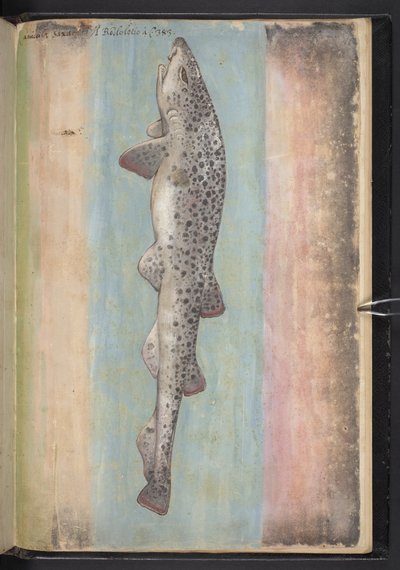 Dodaj MS 22333 f.66r, Fish, z „Obrazy flory państw rzymskich”, c.1564-84 (akwarela i gwasz na papierze) autorstwa Gherardo Cibo