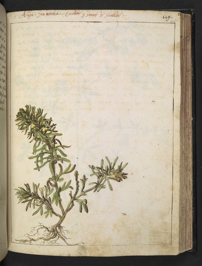 Ajuga chamaepitys: Roślina o zielonych liściach i żółtych kwiatach, z „Paintings of Flora of the Roman States” autorstwa Gherardo Cibo, Add MS 22333, f116r, c.1564-84 (akwarela i gwasz na papierze) autorstwa Gherardo Cibo