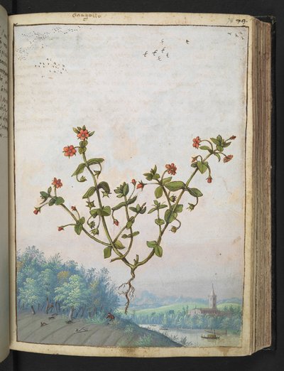 Anagalis arvensis: Roślina o czerwonych kwiatach, z „Obrazów flory stanów rzymskich” autorstwa Gherardo Cibo, Add MS 22333, f074r, c.1564-84 (akwarela i gwasz na papierze) autorstwa Gherardo Cibo