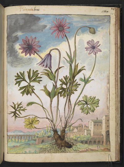 Anemone hortensis, z „Obrazów flory stanów rzymskich” Gherardo Cibo, Add MS 22333, f174r, c.1564-84 (akwarela i gwasz na papierze) autorstwa Gherardo Cibo
