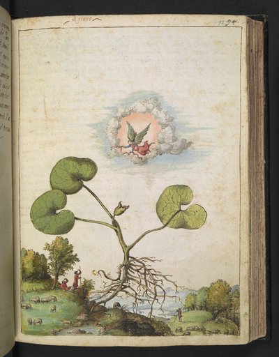Asarum europaeum, z „Obrazy Flory państw rzymskich” autorstwa Gherardo Cibo, Add MS 22333, f092r, c.1564-84 (akwarela i gwasz na papierze) autorstwa Gherardo Cibo