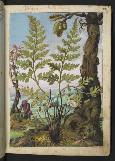 Asplenium adianthum nigrum, z „Obrazów flory państw rzymskich” Gherardo Cibo, Add MS 22333, f018r, c.1564-84 (akwarela i gwasz na papierze) autorstwa Gherardo Cibo