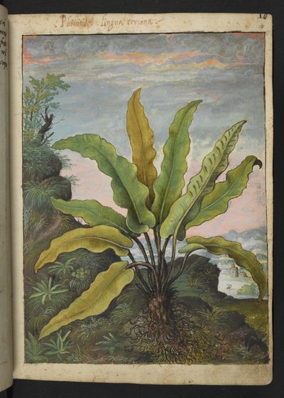 Asplenium scolopendrium, z "Obrazów flory państw rzymskich" Gherardo Cibo, Add MS 22333, f014r, c.1564-84 (akwarela i gwasz na papierze) autorstwa Gherardo Cibo