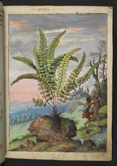 Trichomanes Asplenium, z „Obrazów flory stanów rzymskich” Gherardo Cibo, Add MS 22333, f016r, c.1564-84 (akwarela i gwasz na papierze) autorstwa Gherardo Cibo