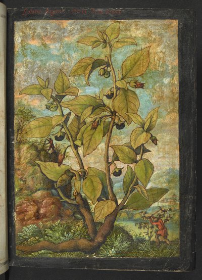 Atropa belladonna lub Atropa bella-donna, z „Obraz flory państw rzymskich” autorstwa Gherardo Cibo, Add MS 22333, f005r, c.1564-84 (akwarela i gwasz na papierze) autorstwa Gherardo Cibo