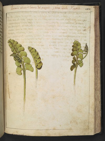 Botrychium lunaria (paproć), z "Obrazów flory państw rzymskich" Gherardo Cibo, Add MS 22333, f149r, c.1564-84 (akwarela i gwasz na papierze) autorstwa Gherardo Cibo