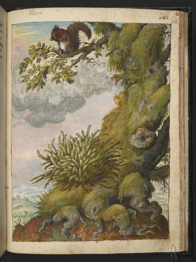 Bryophyte (mech) i wiewiórka siedząca na gałęzi drzewa, z „Painting of Flora of the Roman States” autorstwa Gherardo Cibo, Add MS 22333, f172r, c.1564-84 (akwarela i gwasz na papierze) autorstwa Gherardo Cibo