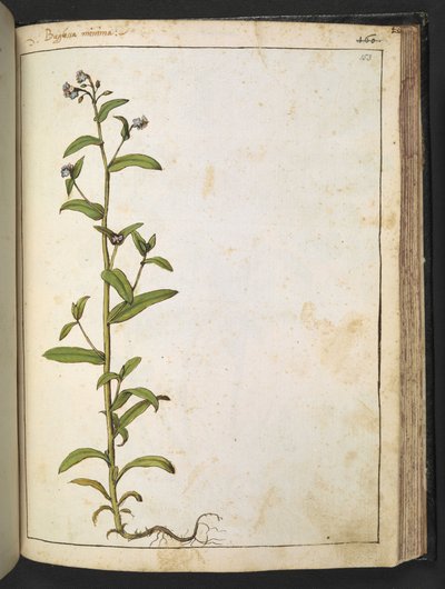 Buglossa, Anchusa azurea (Loddon Royalist), z „Obrazów flory stanów rzymskich” autorstwa Gherardo Cibo, Add MS 22333, f153r, c.1564-84 (akwarela i gwasz na papierze) autorstwa Gherardo Cibo
