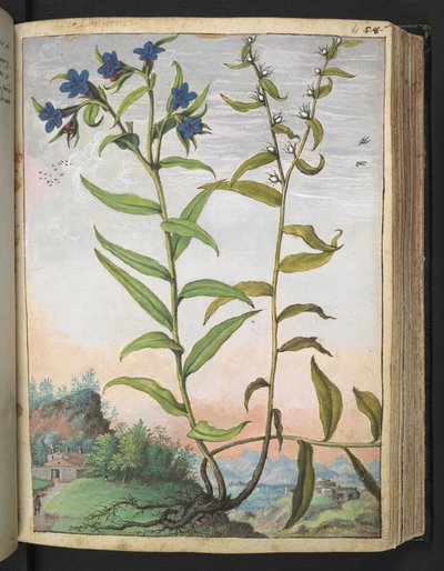 Buglossoides purpurocaerulea , z „Obrazów flory stanów rzymskich” autorstwa Gherardo Cibo, Add MS 22333, f061r, c.1564-84 (akwarela i gwasz na papierze) autorstwa Gherardo Cibo