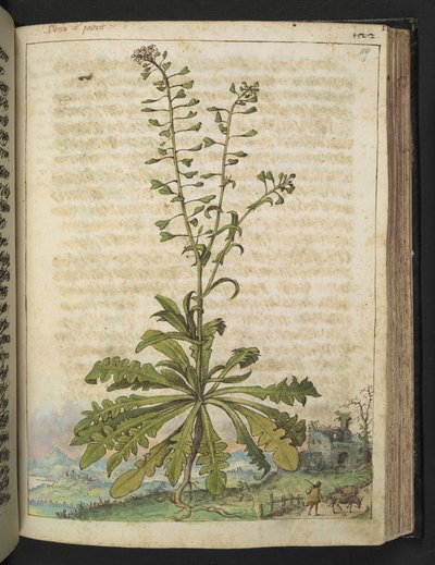 Capsella bursa-pastoris, z „Obrazów flory państw rzymskich” Gherardo Cibo, Add MS 22333, f119r, c.1564-84 (akwarela i gwasz na papierze) autorstwa Gherardo Cibo