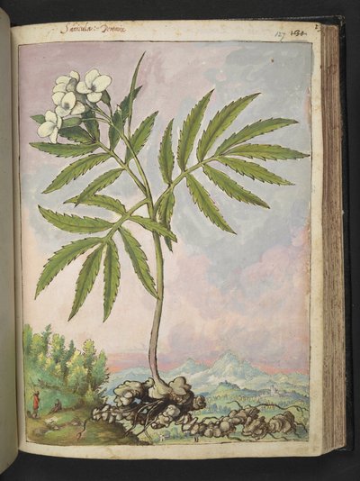 Cardamine heptaphylla, z „Obrazów flory stanów rzymskich” autorstwa Gherardo Cibo, Add MS 22333, f127r, c.1564-84 (akwarela i gwasz na papierze) autorstwa Gherardo Cibo