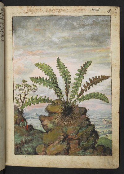 Ceterach officinarum, z "Obrazów Flory Państw Rzymskich" Gherardo Cibo, Add MS 22333, f013r, c.1564-84 (akwarela i gwasz na papierze) autorstwa Gherardo Cibo