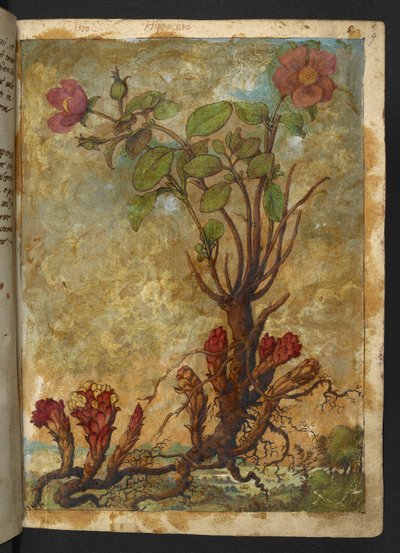 Cytinus hypocistis, z "Obrazów flory stanów rzymskich" Gherardo Cibo, Add MS 22333, f009r, c.1564-84 (akwarela i gwasz na papierze) autorstwa Gherardo Cibo