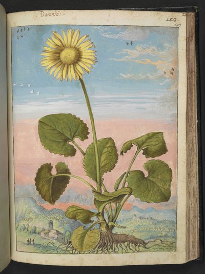 Doronicum austriacum: Roślina z żółtym kwiatem, z „Obrazów flory stanów rzymskich” autorstwa Gherardo Cibo, Add MS 22333, f147r, c.1564-84 (akwarela i gwasz na papierze) autorstwa Gherardo Cibo
