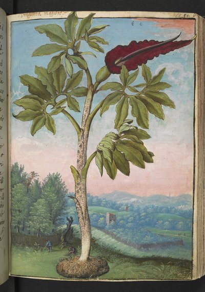 Dracunculus vulgaris, z „Obrazów flory stanów rzymskich” Gherardo Cibo, Add MS 22333, f054r, c.1564-84 (akwarela i gwasz na papierze) autorstwa Gherardo Cibo